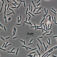 MICROBIO SPECIAL - concime fogliare naturale